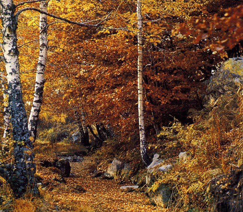 Image forêt : Gardez confiance !